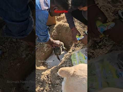 Kaalu Or Roxi || Bichari Chota Bachha Tha,  #dogfamily #doglife #streetdog #dog #labrador #doglover