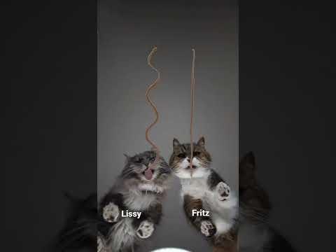 Creamy snack race pt.284 Lissy vs. Fritz #furryfritz #catographer #cats #asmr #catasmr #cat