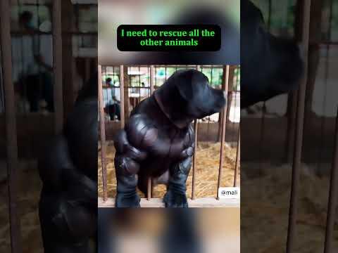 Hero puppy saves all animals from illegal zoo #puppy #pets #sad #animals #zoo.