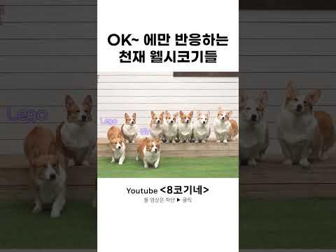 잘 정렬된 8코기 낚는 법 ㅋㅋㅋ (오 오 오자로 시작하는 말)