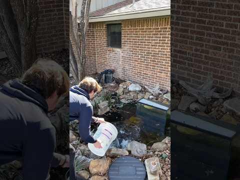 My Fish Froze #fish #ponds #aquatiums