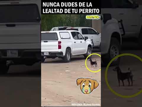 NUNCA DUDES DE LA LEALTAD DE TU PERRITO #respetoanimal #dog #vidadeperros #animales #adoptaconamor