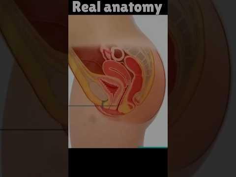 Real women Anatomy Video #shorts