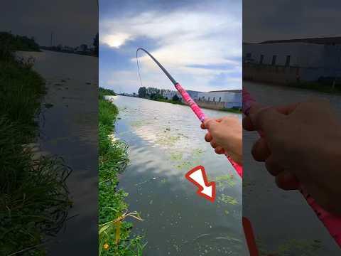 Fishing With Red Corn 🌽 Bait। Yummy Big Fish Hunting By Rod & Reel #fishing #shorts