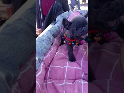 Lovely Puppies🐶🥰|gorgeous Challenge #fyp #viral #shorts #short #shortsfeed #puppylover #bulking #dog