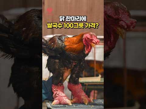 닭다리 무게만 1kg?!🍗