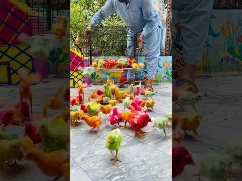 100 colourful chicks#morga #babyanimals #hen #funny
