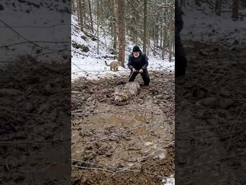 Tiny Snow Leopard Cub Saves His Wounded Mother with Old Man's Help #leopard #rescue #humanity