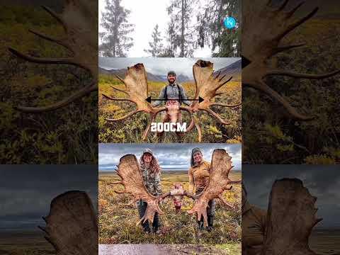 #shorts 3 interesting facts about animals squid, bull moose, and piranha fish #k3factsfactory