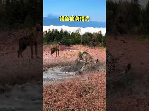 Hyena watching crocodile sneak attack leopard Animal World Fantastic animals are here Animal Wor