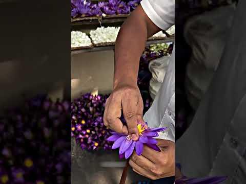 Esse homem fez uma pulseira mágica com uma flor! 🌸✨ #shorts