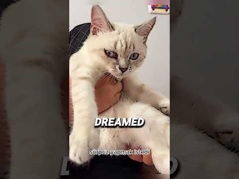 Anne Oğluna Bir Kediyle Sürpriz Yaptı Ama Öğrendikleri Sizi Şok Edecek 😮