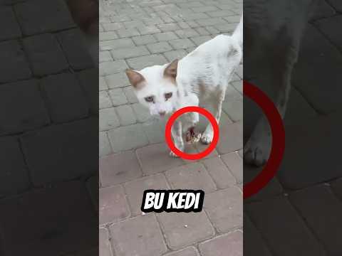 Bu KEDİ Az Kalsın ÖLÜYORDU Ama Hayata Tutundu... 😥