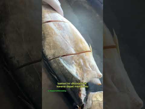 Ikan ini di proses dengan cara memasukan bakteri kedalamnya