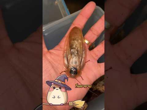 ห้ามเหยียบแมลงสาบ! อันตรายที่คุณคาดไม่ถึง