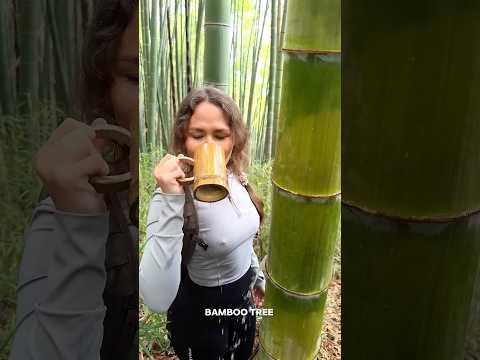 Bamboo Tree Water Is Safe ?