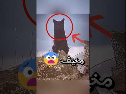 لا تحاول أبدا تتكلم مع الحيوانات السوداء لأنو هذا اللي راح يصير !! (غريب)