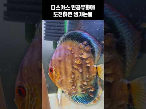 디스커스 인공부화에 도전했더니.. 이렇게 돼버렸네요 ㄷㄷ