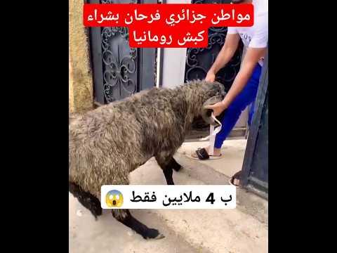 مواطن جزائري فرحان بشراء كبش رومانيا #كباش_رومانيا