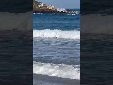 Cisne 🦢 surfista! Quem já tinha visto? Tá surfando melhor que muitos, hein! 🤪 #gigantesdenazaré