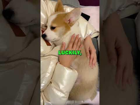 DOG LOVES HIS MOM! #dogs #doglover