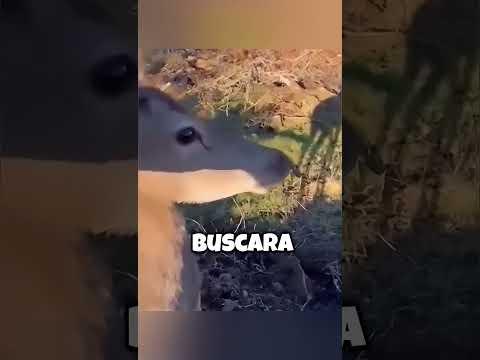 Este Ciervo Corrió Hacia Un Cazador Para Encontrar Refugio❤️