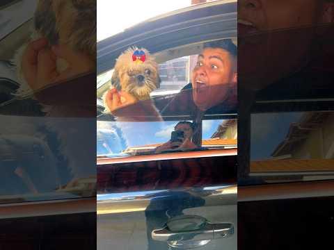 Será que vai cortar a Cachorrinha ????!?!? #shortschallenge #shorts #cachorro