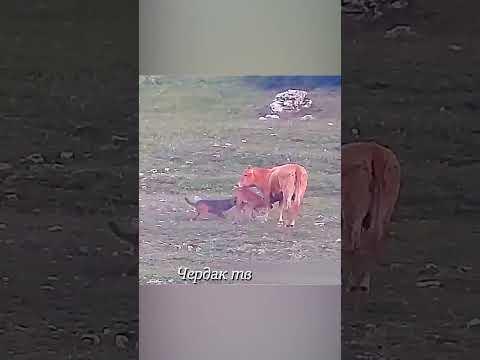 The wolf attacked the cows but was repulsed.