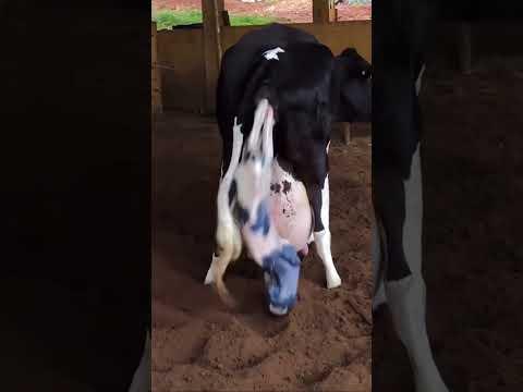 सक्सेस फुल डिलिव्हरी टाईम........#livedarshan #गाय #शेतकरी_असाल_तर_सबस्क्राईब_कराच #cow #शेतकरी