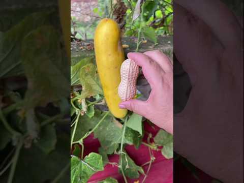 বাগান থেকে বাদাম🥜তুলে দিলাম🤯 #vairal #shorts