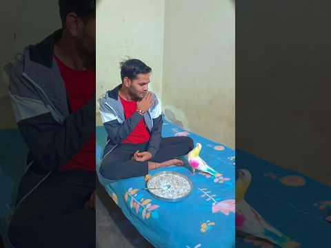 Jack kabutar or Insan ki dosti😍 #jackkabutar #kabutar #pigeon #viral #shorts #trending