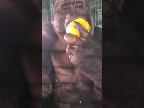 This lovely lady is enjoying eating her dinner!  #gorilla #eating  #asmr #satisfying