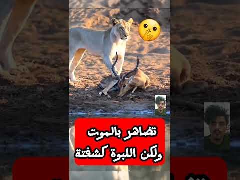 احساس اللبوة 😱باقتراب اجلها  #shorts #shortvideo #shortsvideo #short #shots #shortvideos
