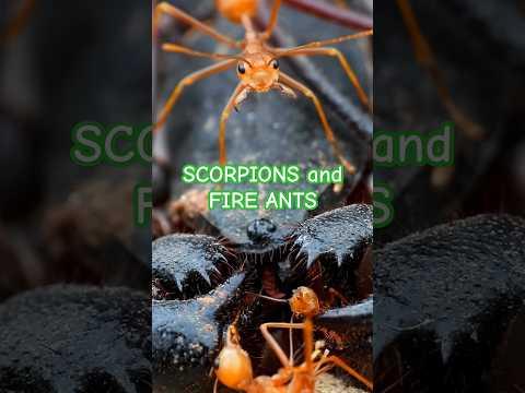 SCORPIONS and FIRE ANTS 🦂🐜 | Tropical Forest Bees #ant #scorpion