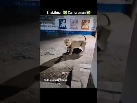 Camerman never dies💀 II Lion walking on the road in the midnight meme template #shorts #shortsvideo