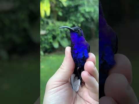 Smartness Of Birds 😮