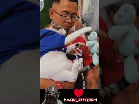 Shy Kids #cats #cutecat #catshorts #catlover #cute #kitten #kitty #cat #gatos