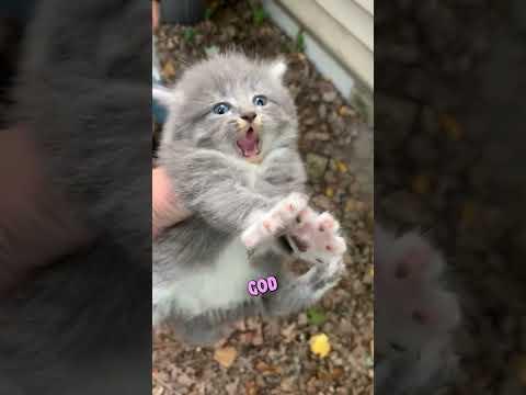 This Kitten is so dramatic! ❤️😂 #shorts