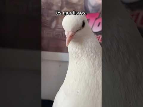 TENGO UNA PALOMA CON OBESIDAD #pigeon #petpigeon #paloma