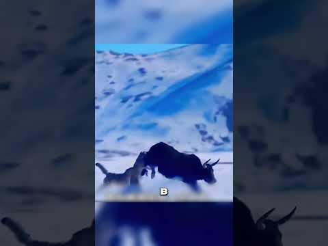 Буйвол порвал волков за Брата 💪 😳