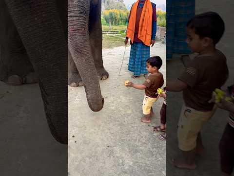 please support kijiye #funny #funneyanimal #funnyelephant