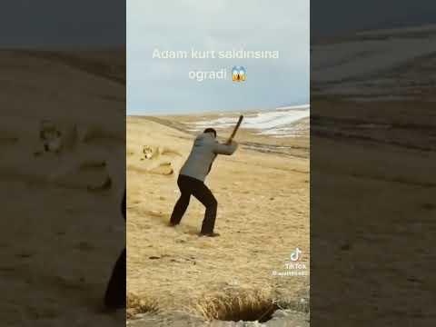 Kurtlar adamı yecek galiba #automobile #dog #animals #doglover #wildlife #animal #zebra #funny