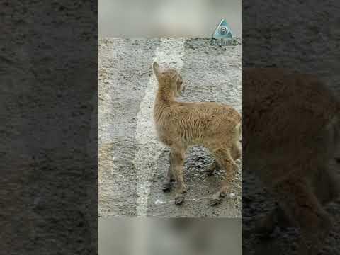 Жизнь на грани. Зачем горные козы лезут на плотину?