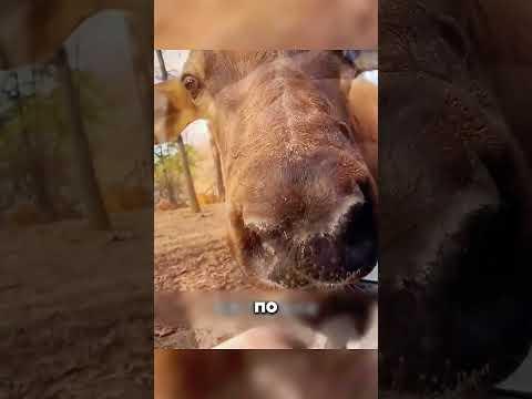 Девушка спасла Оленя 🦌 😳