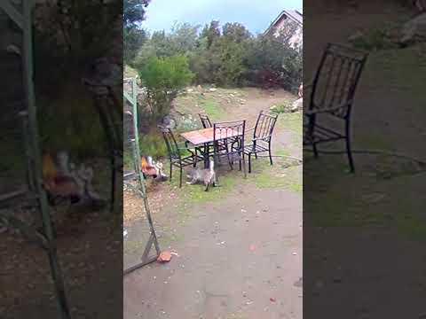 Bobcat Moves Quick & Acquires Lunch