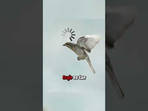 La Víbora de Cola de Araña 🐍🕷😯