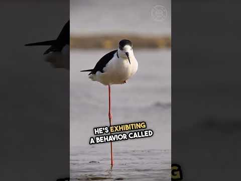 The Secret of One-Legged Birds Revealed! (watch till the end) #shorts