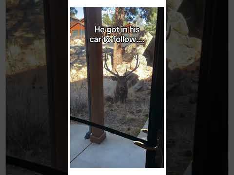 He helped both siblings #wholesome #animals