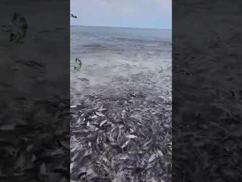 قولو ماشاء الله على سمك 🦈🦈