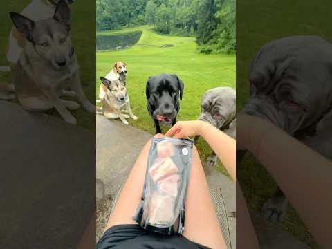 beef femur bones for my 4 dogs 🦴🥩🐶 did they all get the right size ???????